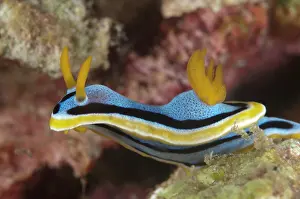 Chromodoris: Anne's Nudibranch - Nudibranch smelling on coral