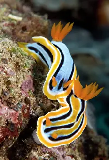 Chromodoris: Ann's Chromodorid Nudibranch