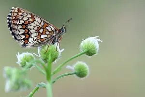 Fleabane: Annual Fleabane