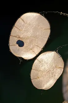 Pouches: Annual / Honesty Plant - seed pouch showing seed