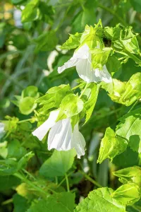 Whites: Annual mallow, Malope trifida Melange, , flowers