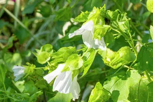 Whites: Annual mallow, Malope trifida Melange, , flowers