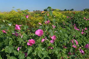 Mallows: Annual Mallows with Dahlia and Dill (Anethum