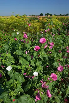 Mallows: Annual Mallows with Dahlia and Dill (Anethum