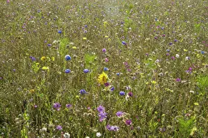Cornflower: Annual meadow for butterflies designed by Ian Forster