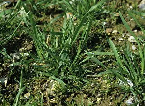 Noxious: Annual meadow-grass