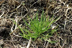 Weed: Annual meadow-grass