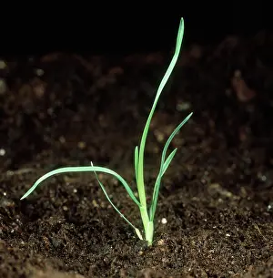 Bluegrass: Annual meadow grass seedling