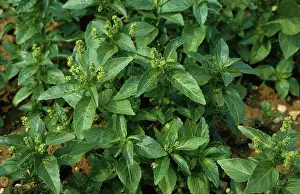 Mercury: Annual Mercury (Mercurialis annua)