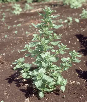 Homeopathic: Annual nettle (Urtica urens) flowering plant