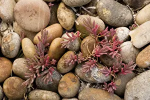 Kindom: Annual sea-blite - on shingle