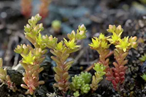 Sedum: Annual stonecrop