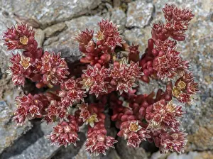 Bob Gibbons: An annual stonecrop, Dark stonecrop, Sedum atrat