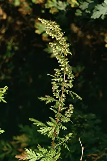 Wormwood: Annual WORMWOOD / Sweet Sagewort / Sweet Wormwood