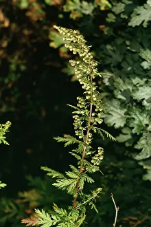 Wormwood: Annual WORMWOOD / Sweet Sagewort / Sweet Wormwood