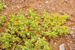 Simplex: An annual Zygophyllum