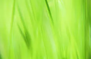 Bluegrass: Annualmeadowgrass