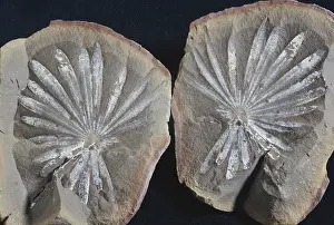 Rosette: Annularia Fossil