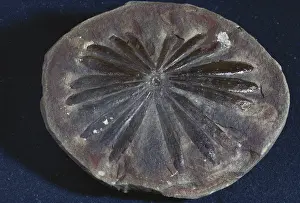 Rosette: Annularia Fossil