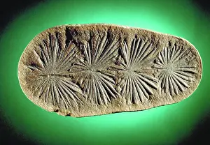Paleozoic: Annularia Fossil