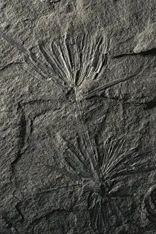 Rosette: Annularia Fossil