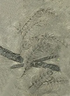 Carboniferous: Annularia Plant Fossil