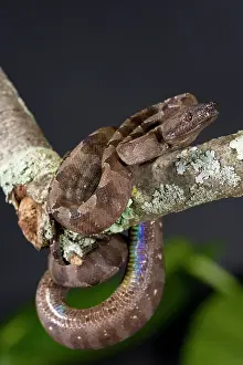 Corallus: Annulated Boa, Corallus enydris annulata