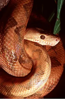 Hanging: ANNULATED BOA - HANGING