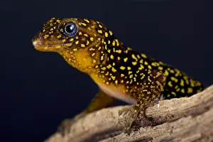 Suriname: Annulated gecko (Gonatodes annularis)