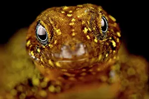 Geckos: Annulated gecko (Gonatodes annularis) male, on b