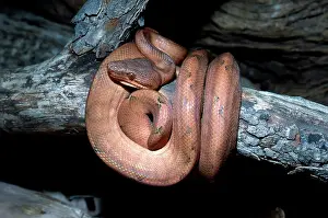 Corallus: Annulated Tree Boa