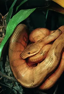 Worth: Annulated Tree Boa