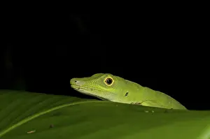 Punctatus: Anole (Anolis punctatus)