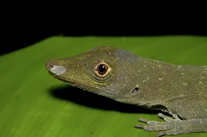 Punctatus: Anole (Anolis punctatus)