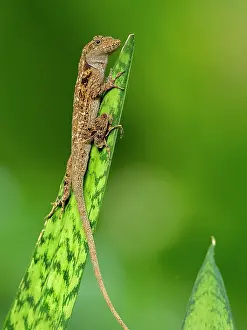 Guatemala: Anole (Anolis sp), Tikal, Guatemala