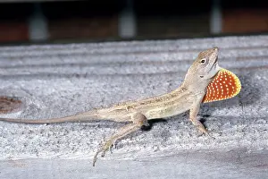 Dewlap: Anole Courtship Display