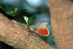 Dewlap: Anole Courtship Display