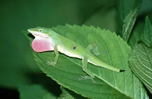 Dewlap: Anole Courtship Display