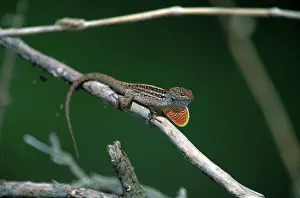 Dewlap: Anole Courtship Display
