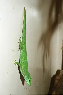 Anoles: ANOLE - Hanging on vertical wall