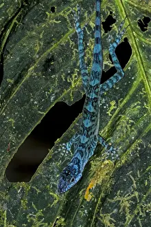 Risaralda: Anole lizard (Anolis maculigula) Tatama National