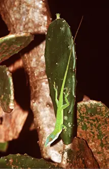 Lizards: ANOLE LIZARD - on cacti leaf