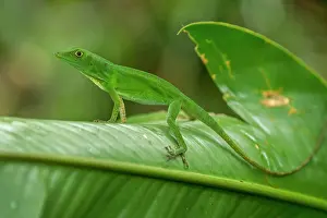 Reserva: Anole Lizard, Rio Claro Reserve, Reserva Natural