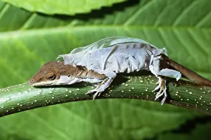 Sheds: Anole Lizard Shedding