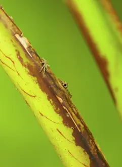Polychrotidae: Anole peeking out from behind a palm frond