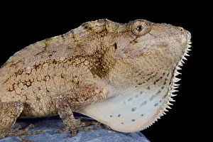 Dewlap: Anolis (Chamaeleolis) barbatus, Giant bearded anole