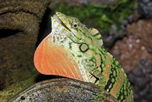 Dewlap: Anolis Lizard