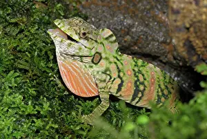 Dewlap: Anolis Lizard