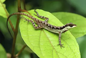 Anoles: Anolis Lizard
