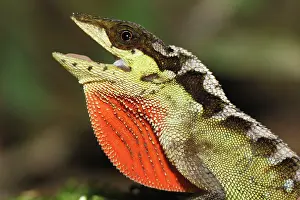 Dewlap: Anolis lizard
